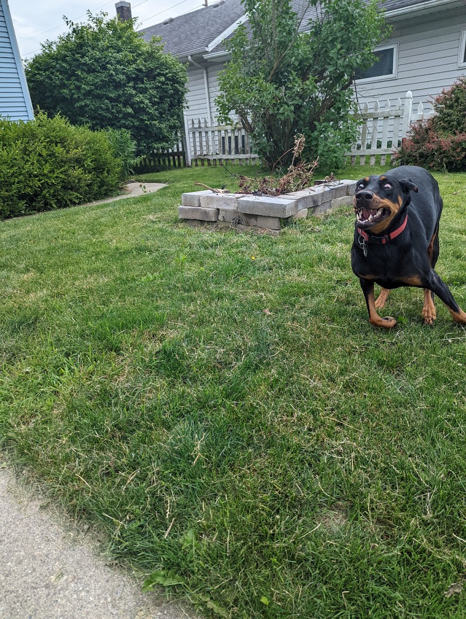 pup