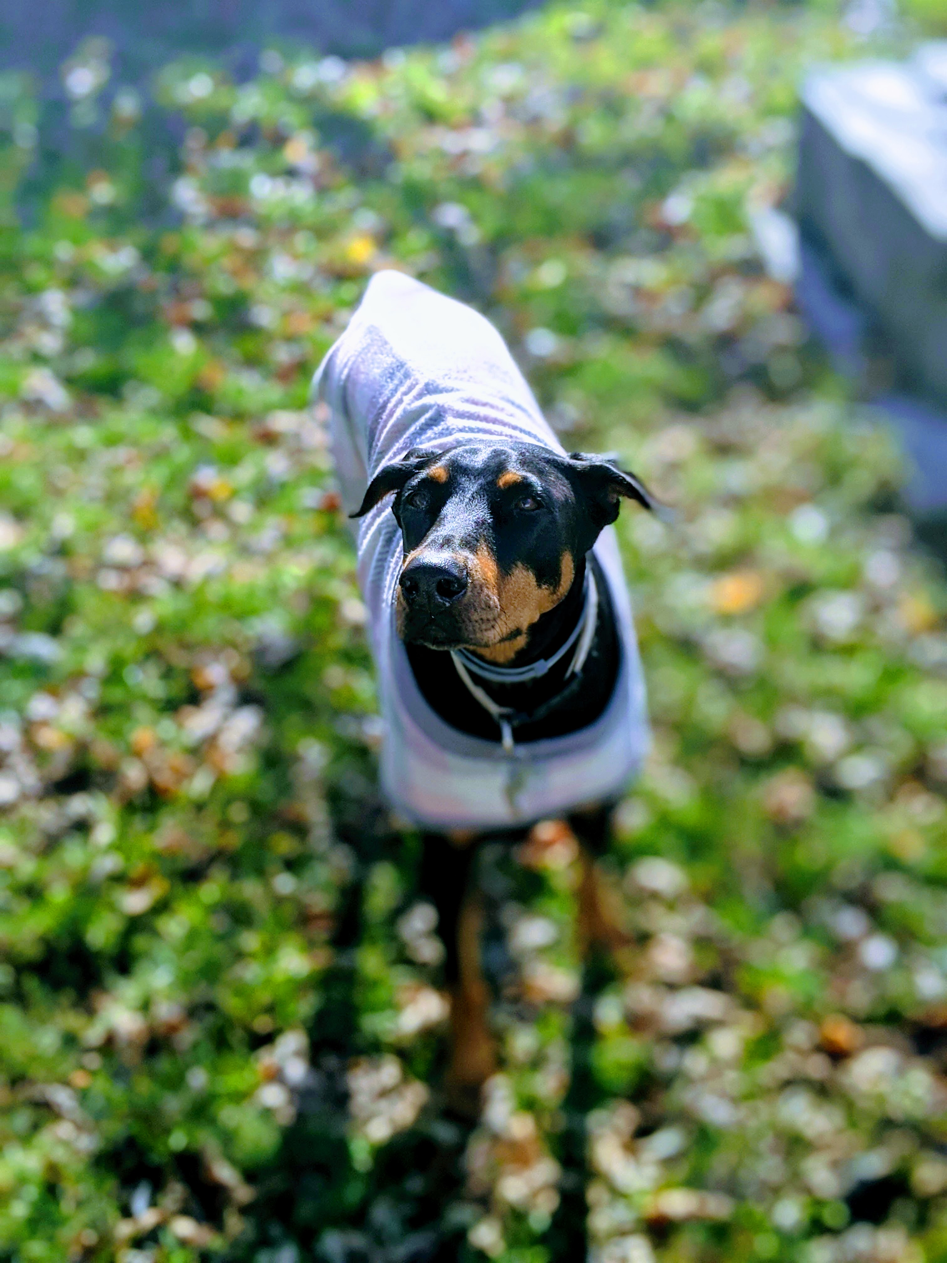 pup